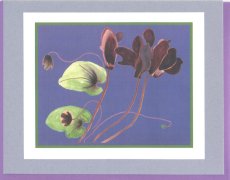 Click Here To View and Order This Card!