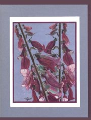 Click Here To View and Order This Card!